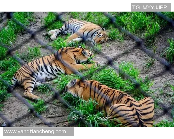 老虎大学与美洲狮子激烈对决谁将赢得这场精彩的较量