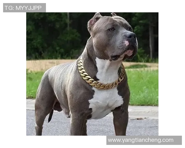 恩瑞克与播求的巅峰对决谁能笑到最后揭开战斗的神秘面纱